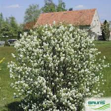 Image result for Amelanchier ovalis