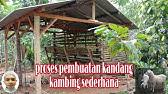 Kandang kambing kandang kambing gibas kandang kambing etawa kandang kambing modern kandang kambing merino kandang kambing mantap saiz: Kandang Kambing Alas Tanah Di Perengan Gunung Grebek Kandang Mas Cawin Youtube