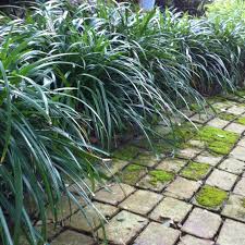 We did not find results for: Crystal Falls Mondo Grass From Garden Debut