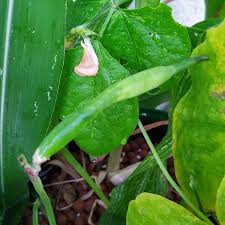 Image result for Vigna pygmaea