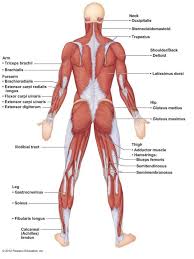 All you need is a dictionary or some guide book to help you translate latin. A P Ch 6 Muscular System Lab Quiz Practice Posterior Muscles