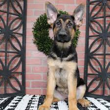 The american kennel club describes their temperament as confident, courageous, and smart herding dogs.﻿﻿ German Shepherd Puppies For Sale Joplin
