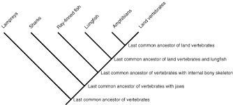 These genetic differences are heritable and can be passed on to the next. Honr219d On Beyond Dinosaurs Patterns And Enigmas In Vertebrate Evolution