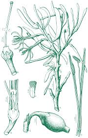 ISSN 1669-6859 Dominguezia Vol. 27(2) - Diciembre de 2011 - Buenos Aires -  República Argentina Ligaria cuneifolia (Ruiz & P