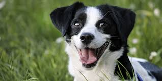Hours may change under current circumstances Comforts Of Home Vet Care House Call Veterinarian In Birmingham Hoover Gardendale