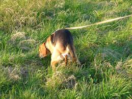 Denn meine maus hat genau das gegenteil, eigentlich hat sie immer breiigen stuhl oder gar eher noch flüssiger ihr stuhl ist seit der beikost schon fester geworden. Durchfall Bei Hunden Wie Sie Ihrem Hund Helfen Konnen Tiermedizinportal Tiermedizinportal