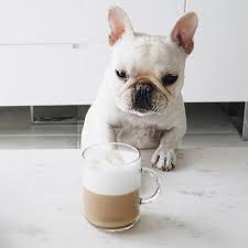 French bulldog puppies for sale. Freshbrewedlife Piggy Polly Cute Animals Cute Dogs Cute Puppies