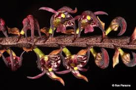 Image result for Bulbophyllum scaberulum