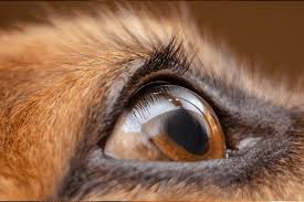 German Shepherd Eye Boogers All You Need To Know The German Shepherder
