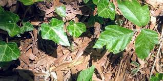 I;m not effected unless i get into it with a weed. Is It Poison Ivy Partners In Learning