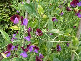 Image result for Lathyrus