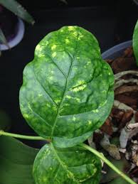 Dec 15, 2018 · how to propagate jasmine from cuttings. Arabian Jasmine Care Since It Is Indoors The Arabian Jasmine Needs Bright Indirect And Regular Water But Do Not Jasmine Plant Container Plants Plant Leaves