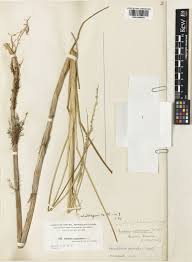 Image result for Setaria geminata