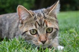 Most cooling pads for your cat come filled with a material called polymer, and this substance changes its chemical makeup when you apply pressure to trigger a cooling sensation. Cooling Pads For Cats The Best Cat Cooling Pads For This Summer