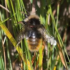Image result for Bombus monticola