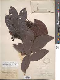 Image result for Dactyladenia gilletii