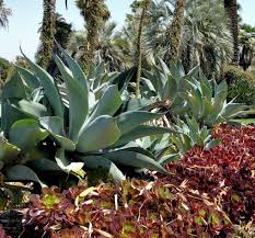 Image result for Buchnera attenuata