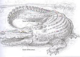 How To Draw A Crocodile Easy Animal Drawings Drawings Animal Drawings