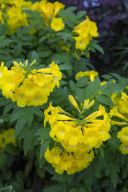 Image result for Tecoma