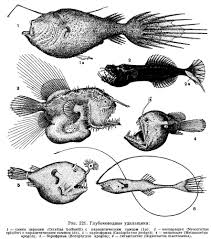 …a specimen of the anglerfish ceratias holboelli was discovered with small specimens attached to. Pin On Animales Ilustracion