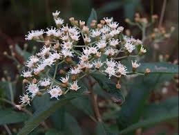 Image result for Vernonanthura polyanthes
