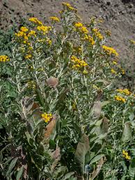 Image result for Tanacetum balsamita