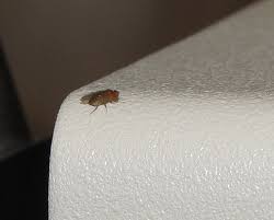 bug eric: scuttle flies