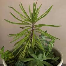 Image result for Kleinia schweinfurthii