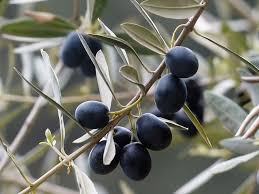 Before You Were My Child Olive Tree Olive Fruit Trees