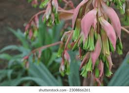 Image result for Beschorneria sp. (Biegel 5357)