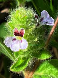 Image result for Nelsonia canescens