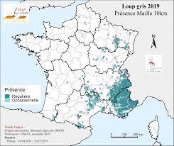 Mais qui a encore peur du canis lupus ? Situation Loup Sur Le Territoire Francais Ofb Le Loup En France