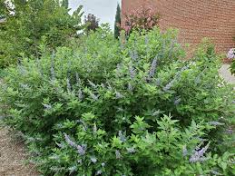 Image result for Vitex fischeri