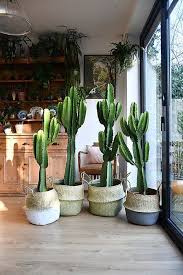 Image result for Euphorbia candelabrum