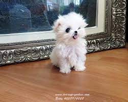 Miss Amazing Micro Puppy Sold By Betty S Tea Cup Yorkies Will Be 1 1 2 2 Lbs Grown Price Not Listed Just Said Very Expensive Cute Dogs Puppies Dog Love