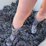 Gunnison Harvest Festival