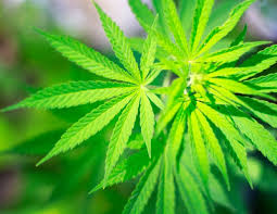 Just curious as to if any of you smoke marijuana recreationally despite the potential risk of drug testing? 50 Of Patients With Uncontrolled Asthma Smoke Cannabis Shows New Survey