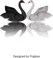 Download Swan Cartoon Swan Clipart Png Image And Clipart Portable Network Graphics Full Size Png Image Pngkit Download this free vector about swan cartoon, and discover more than 10 million professional graphic resources on freepik. swan cartoon swan clipart png image