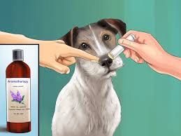 3 Ways To Live With A Hyper Jack Russell Terrier Wikihow