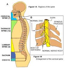 anterior cervical disectomy