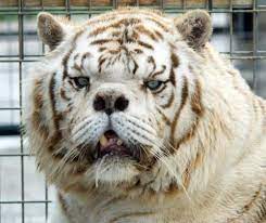 Meet Kenny The Inbred White Tiger With Down Syndrome Unusual Animals White Tiger Animals