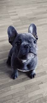 Best french bulldog wallpaper, desktop background for any computer, laptop, tablet and phone. Hd Frenchie Puppy Wallpapers Peakpx