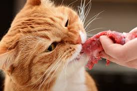 1.best raw cat food improves a cat's digestion. What Human Foods Can Cats Eat Cat Food Alternatives