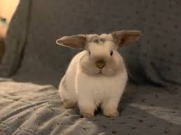 We are a medium sized rabbitry near indianapolis. My Little Airplane Snoopy He S A Holland Lop But His Ears Haven T Fallen Yet Rabbits