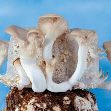 What's a bulk substrate and how it's made? Growing Mushrooms At Home Mother Earth News