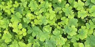 Patrick's day shamrocks 4k uhd 60fps 1 hour video loop. 44 Best St Patrick S Day Quotes Happy St Patrick S Day Sayings