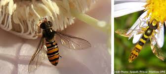 Insectes Tous Utiles Au Jardin Insectes Petit Faune Guepe