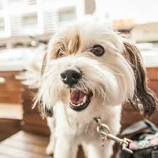 Check spelling or type a new query. Shih Tzu Mix Puppies Colorado The Y Guide