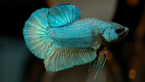 Bettas (betta splendens) are undeniably one of the most famous tropical fish. Difference Between Male And Female Betta Fish Coolfish Network