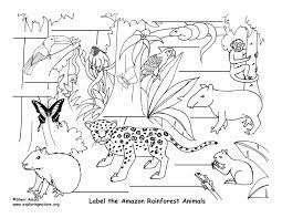 Turn your backyard into a tropical paradise with the tropical rainforest water table! Rainforest Animals Line Drawing Novocom Top